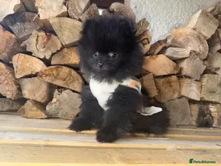 Pomeranian dogs 💥‼️🧸READY NOW BABY BOY BLACK BEAR‼️💥🧸 - Advert 3