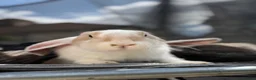 Continental Giant rabbits for sale: Continental Giants  - Advert 4
