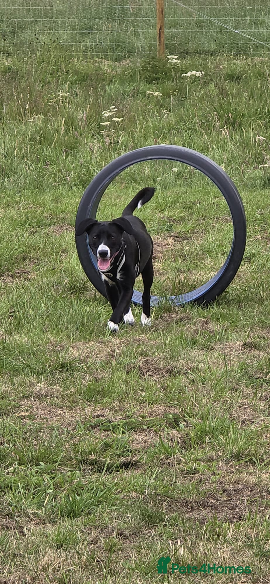 Mixed Breed dogs Beautiful 1 year old female dog  - Advert 4