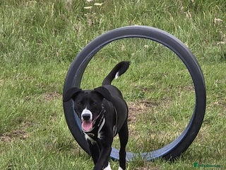 Mixed Breed dogs Beautiful 1 year old female dog - Advert 1