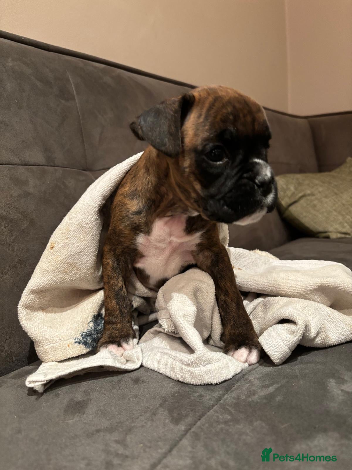 Boxer dogs Last one ☝️ KC girl available  - Advert 2