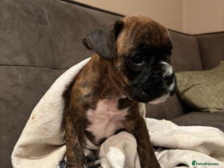 Boxer dogs Last one ☝️ KC girl available - Advert 2