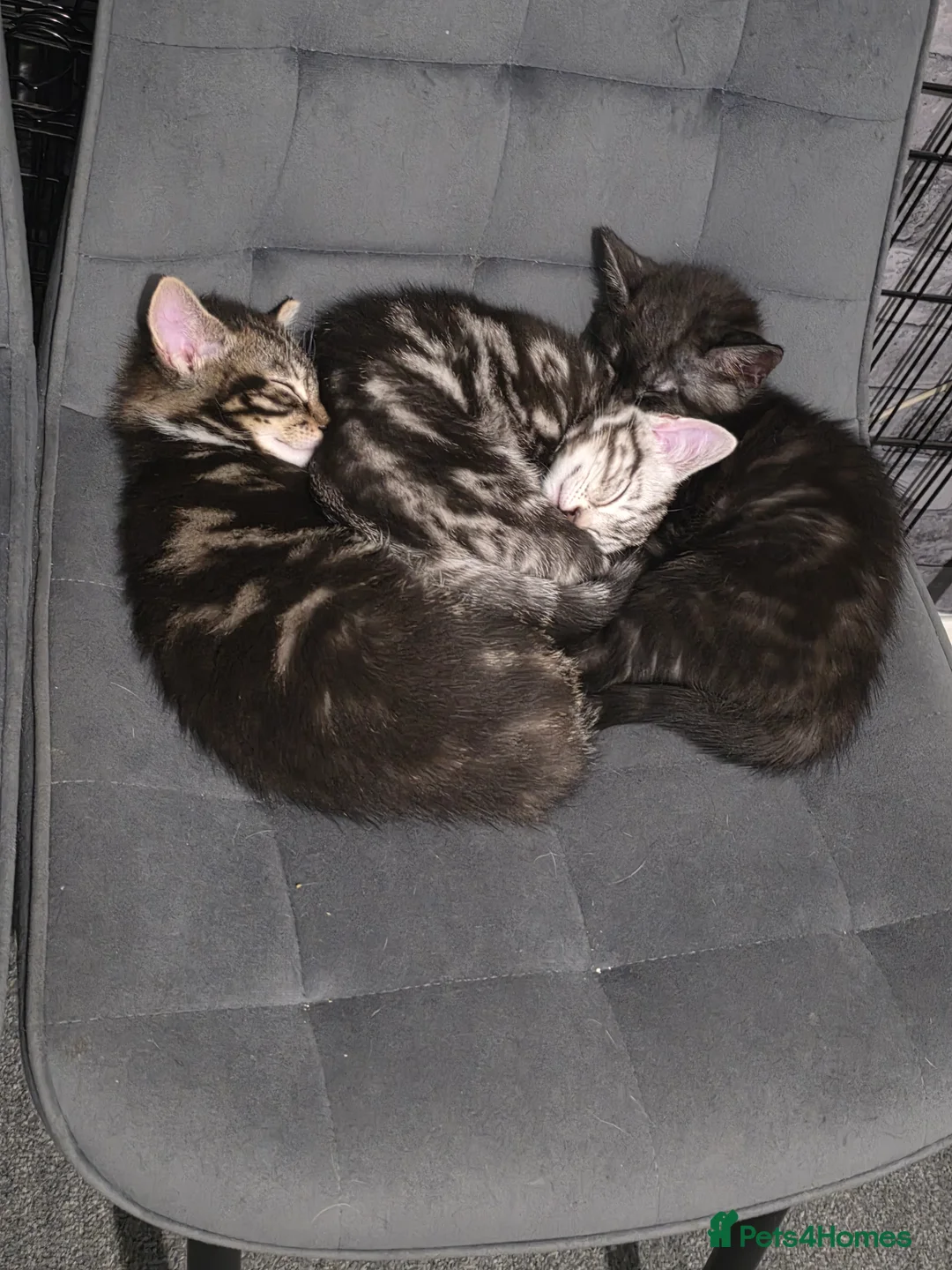 Mixed Breed cats for sale: Loveley Kittens looking for home - Advert 2