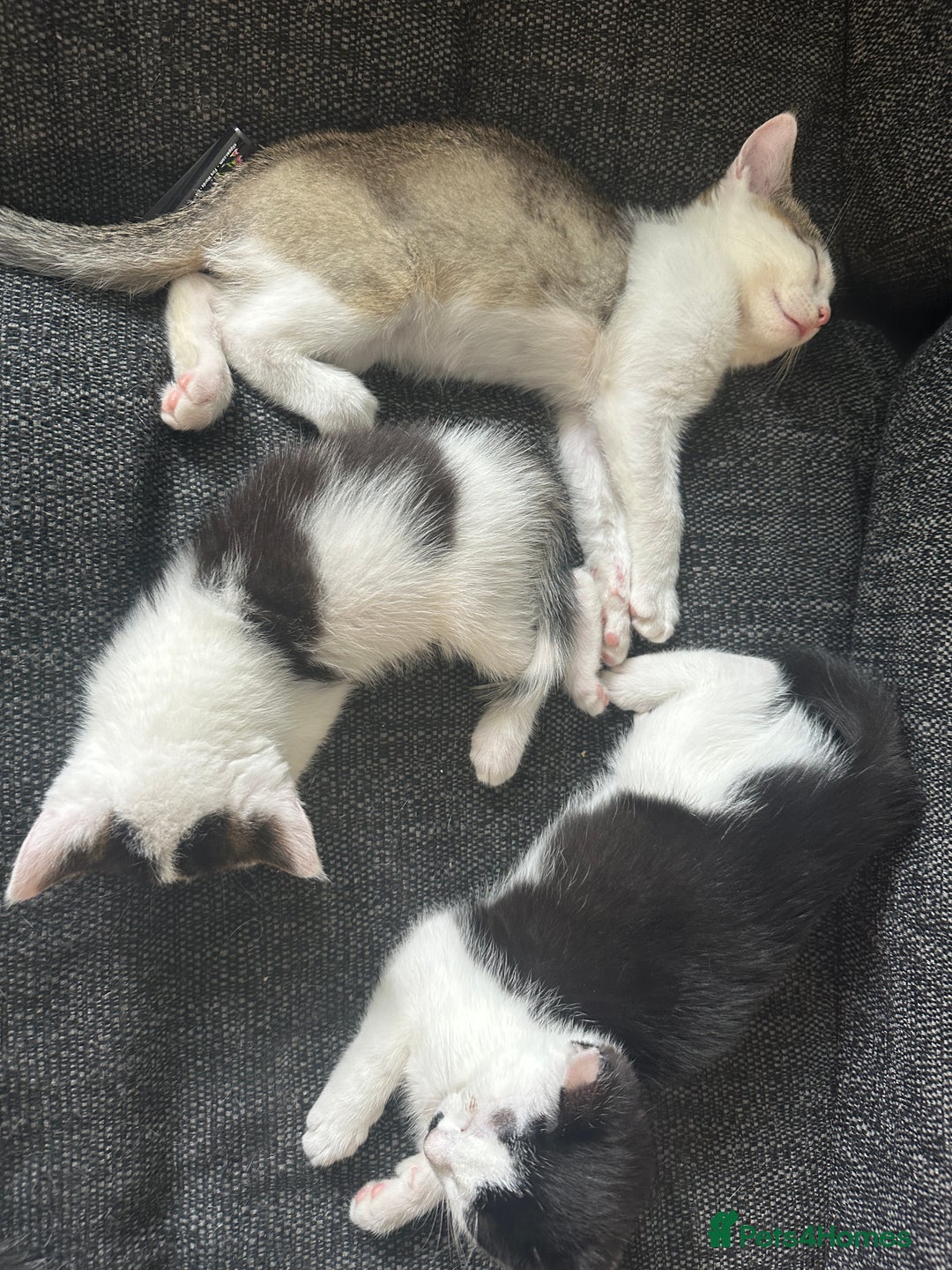Mixed Breed cats for sale: 5 beautiful mixed breed kittens!! - Image 1