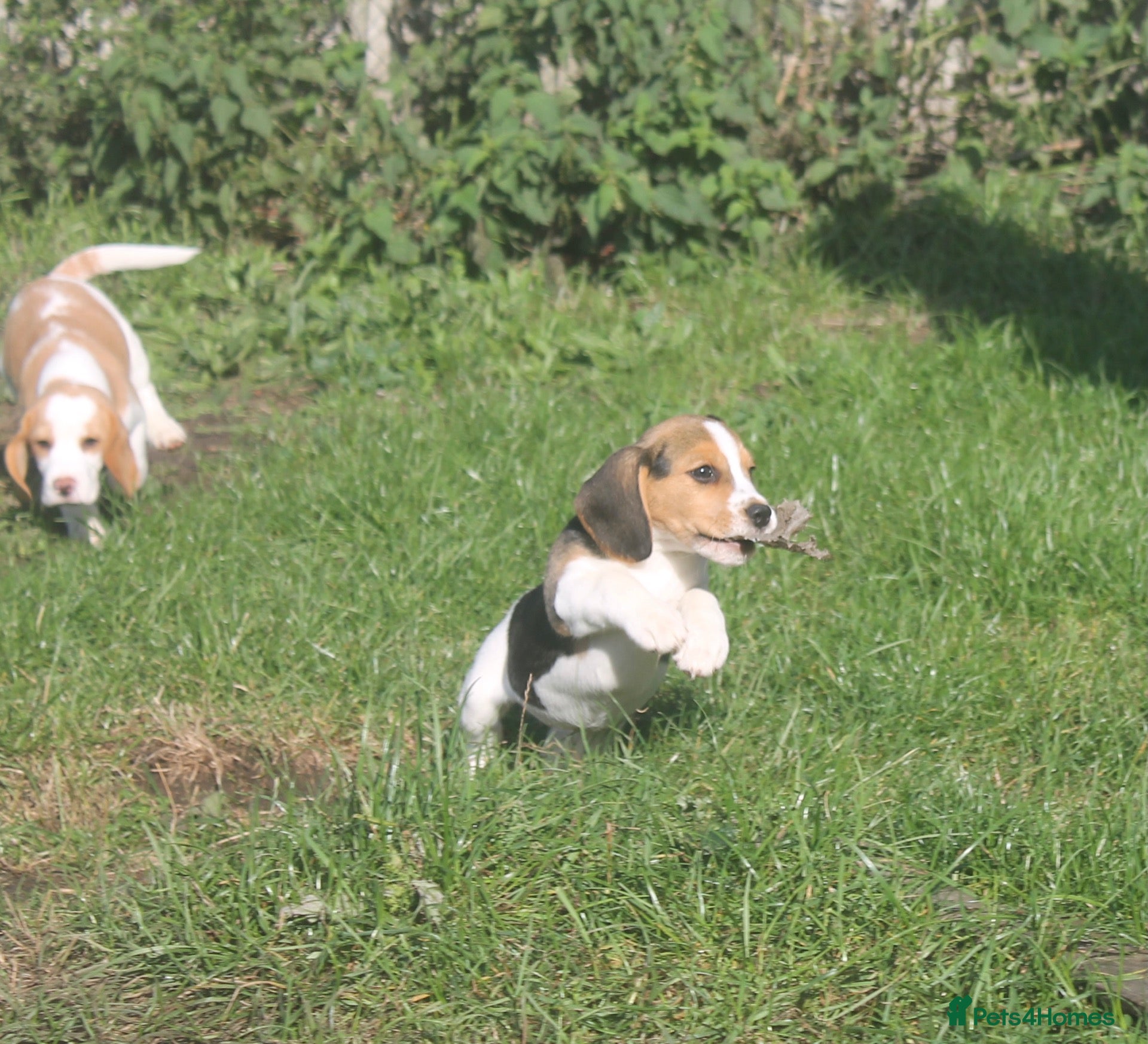 Beagle dogs for sale: READY NOW BEAGLE PUPPIES - Advert 2