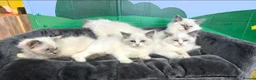 Ragdoll cats for sale: Amazing Ragdoll Babies  in Hartlepool - Advert 10