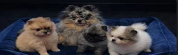 Pomeranian dogs for sale: Last boy remaining  - Advert 6