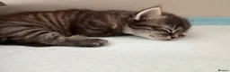 British Longhair cats for sale: 6 toed polydactyl female kitten in Sheffield - Advert 4