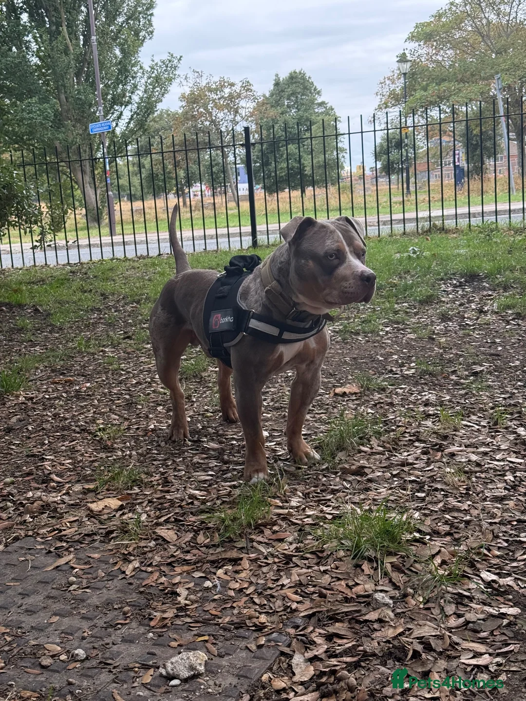 American Bully dogs for stud: Merle Pocket Bully for STUD *Thor* - Advert 3
