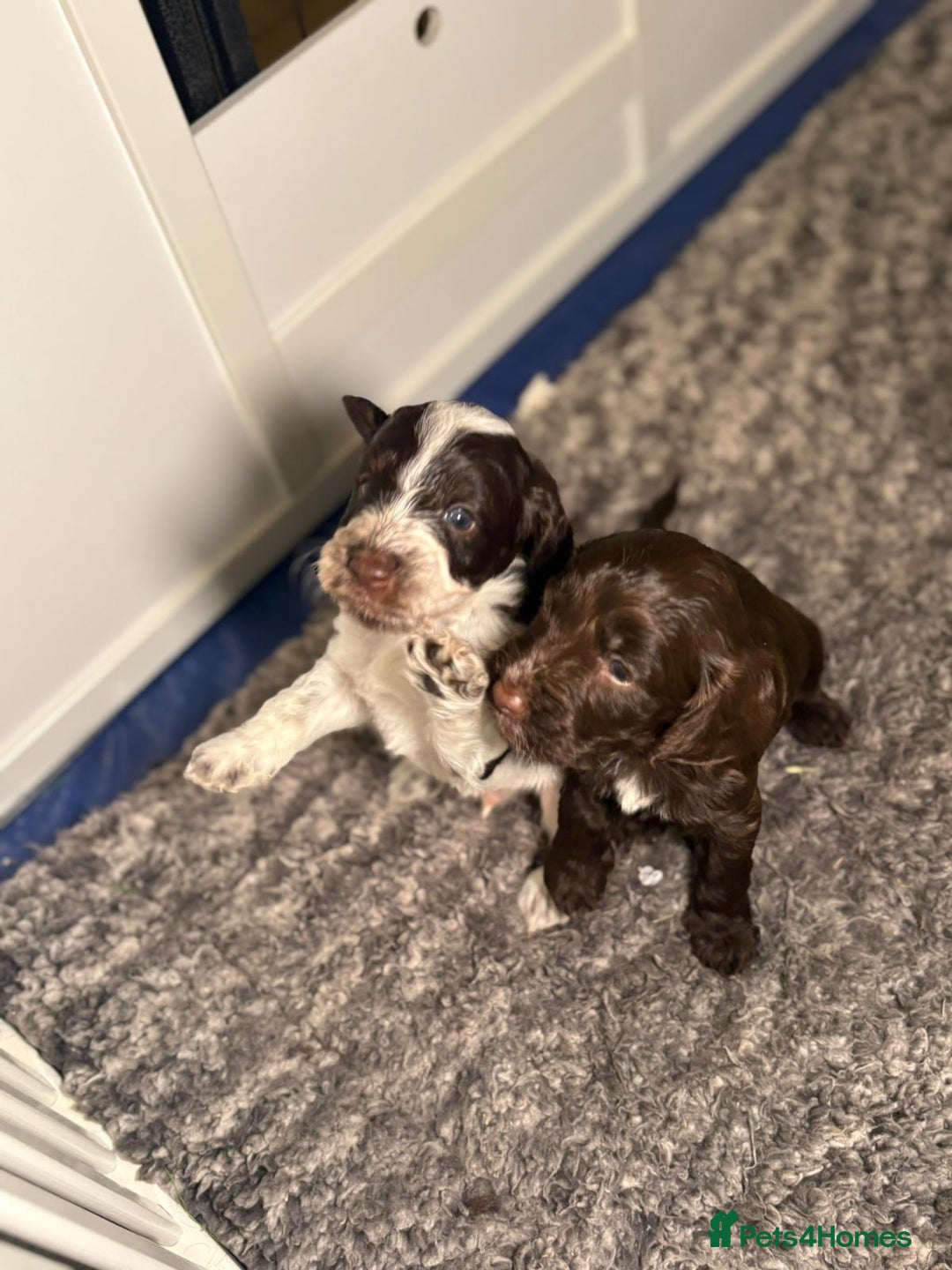 Cockapoo dogs for sale: Ready to leave Minature F1 PRA clear cockapoo pups - Image 9