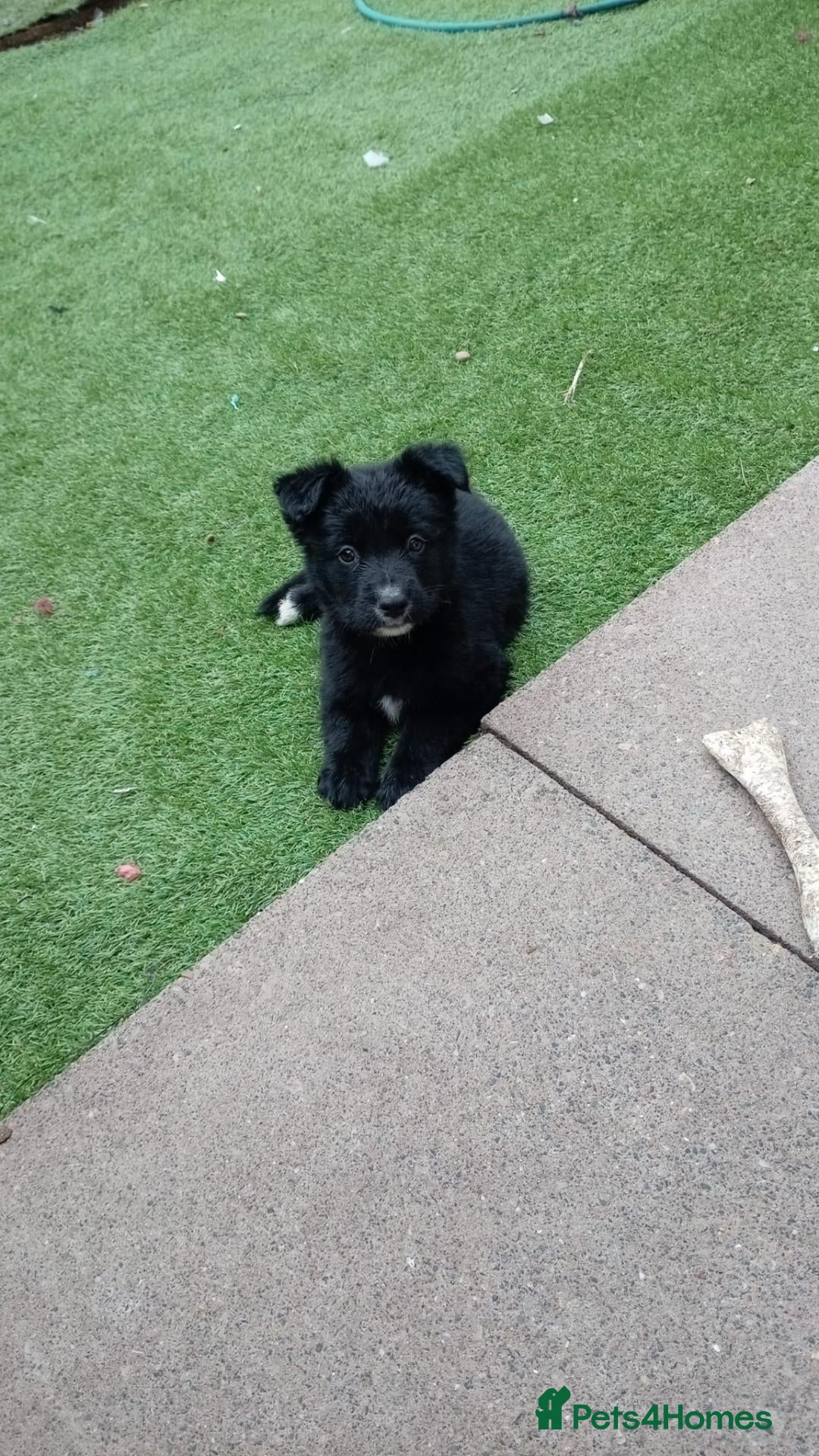 Mixed Breed dogs German Shepherd cross mali pups - Advert 7