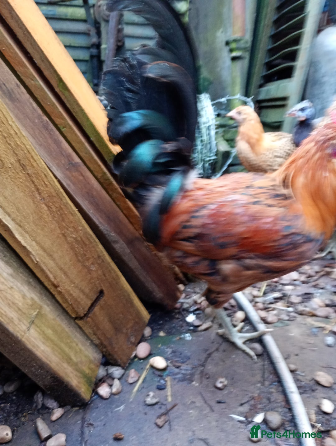 Chickens poultry for sale: 12week old Sicillian buttercup Cockrell  - Image 4