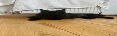 Mau