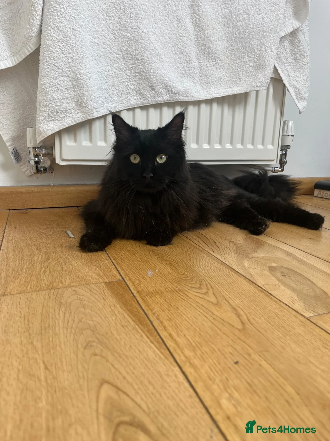 Ragcoon cats for sale: REHOMING NEEDED STUNNING RAGCOON - Advert 2
