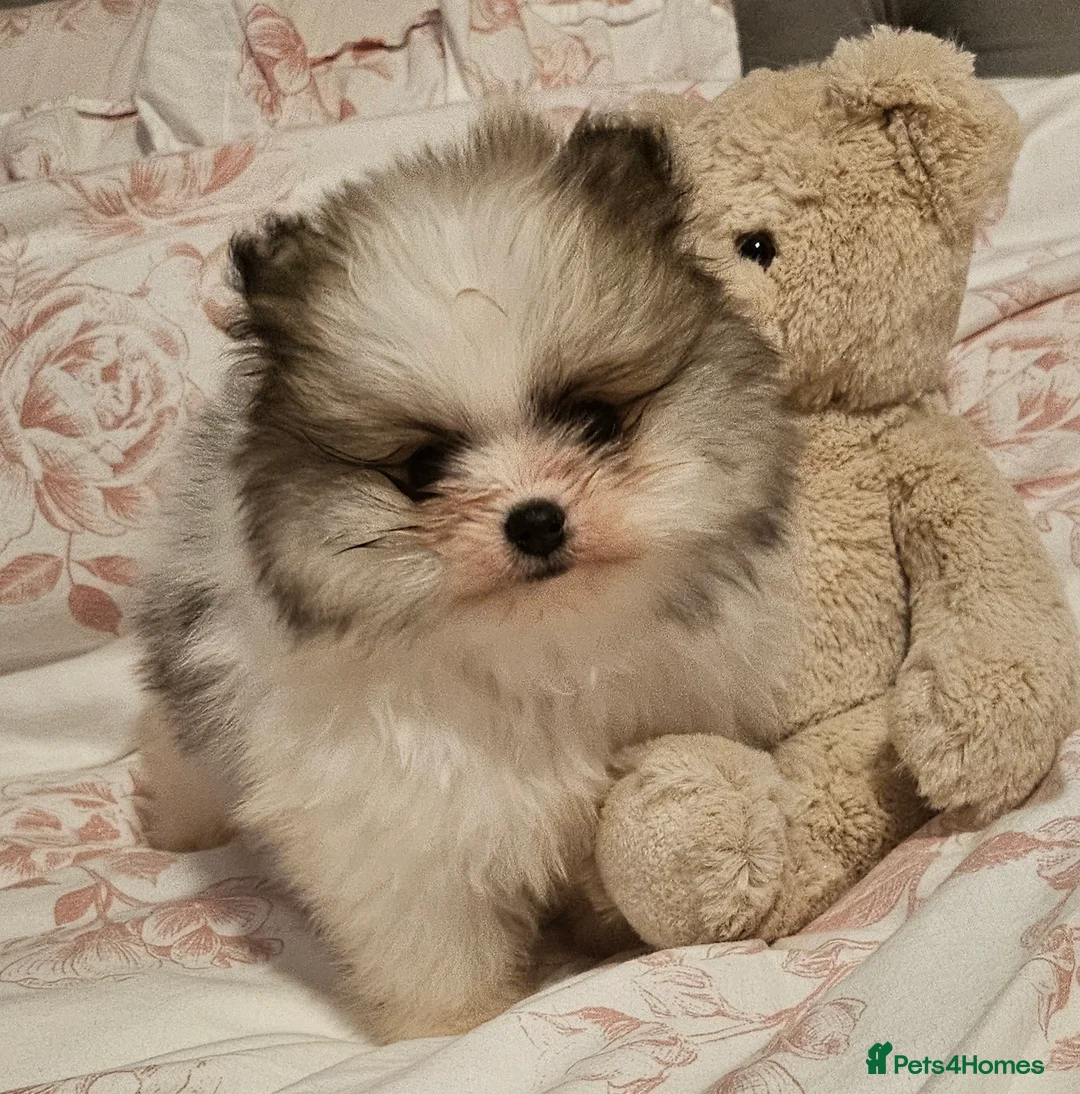 Pomeranian dogs for sale: Beautiful teddy bear pomeranian READY NOW!!! - Advert 1