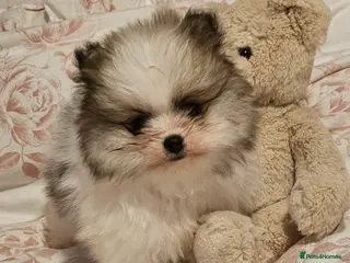 Pomeranian dogs Beautiful teddy bear pomeranian boy - Advert 5