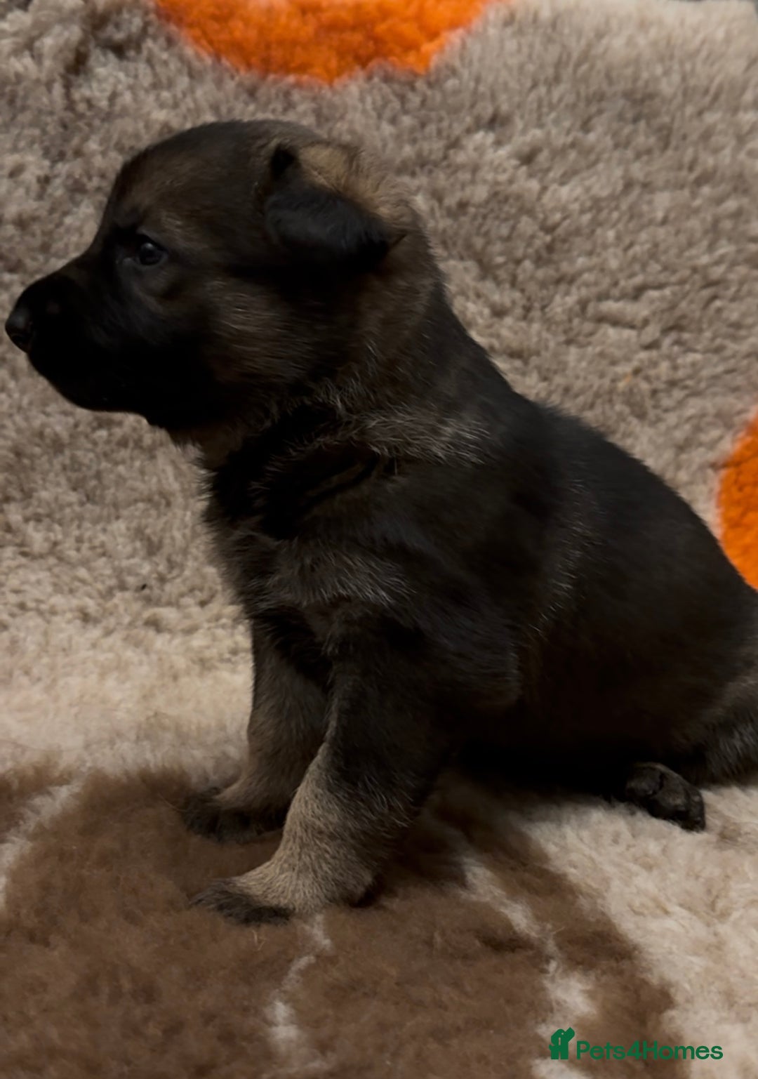 German Shepherd dogs for sale: Beautiful Working Line German Shepherd Puppies - Advert 7