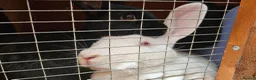 New Zealand rabbits for sale: New Zealand × Cali, Pure Cali & Rex Cross Rabbits - Advert 2