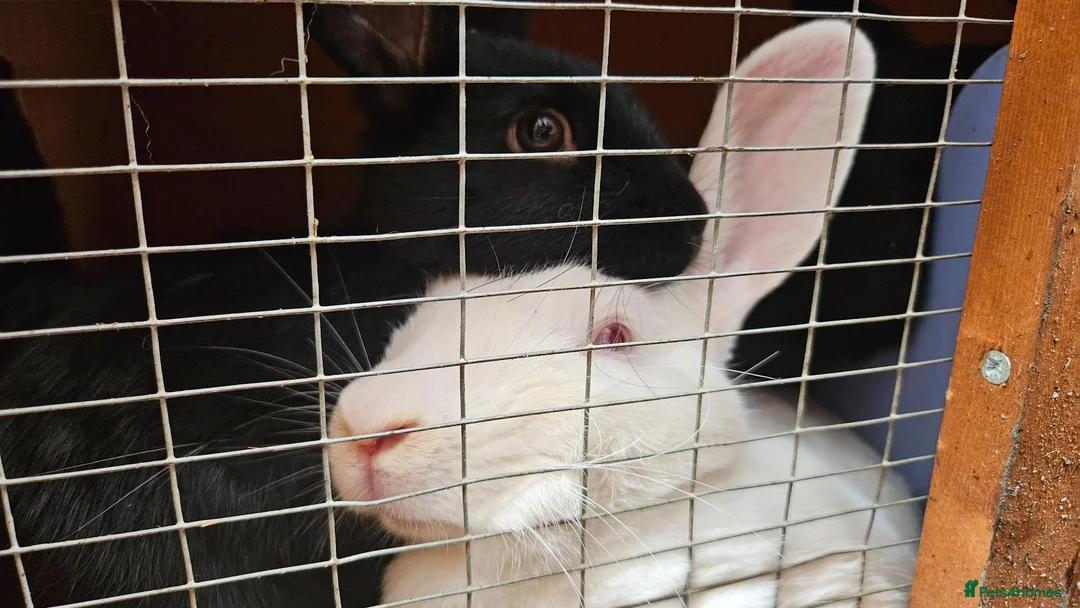 New Zealand rabbits for sale: New Zealand × Cali, Pure Cali & Rex Cross Rabbits - Advert 2