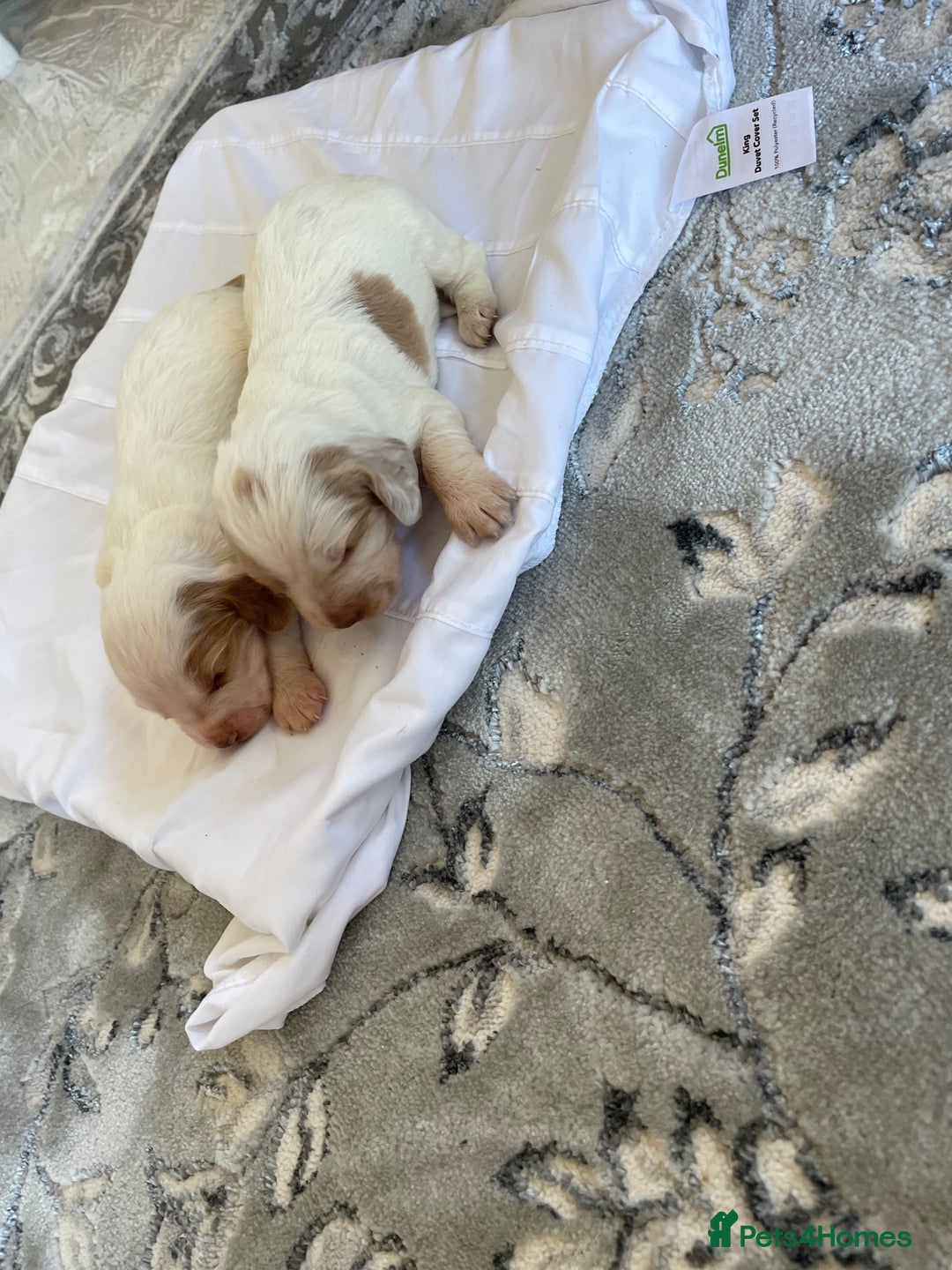 Cocker Spaniel dogs for sale: Healthy puppies - Image 9