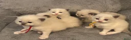 Ragdoll cats for sale: 5 beautiful ragdoll kittens for loving homes in Poole - Advert 3