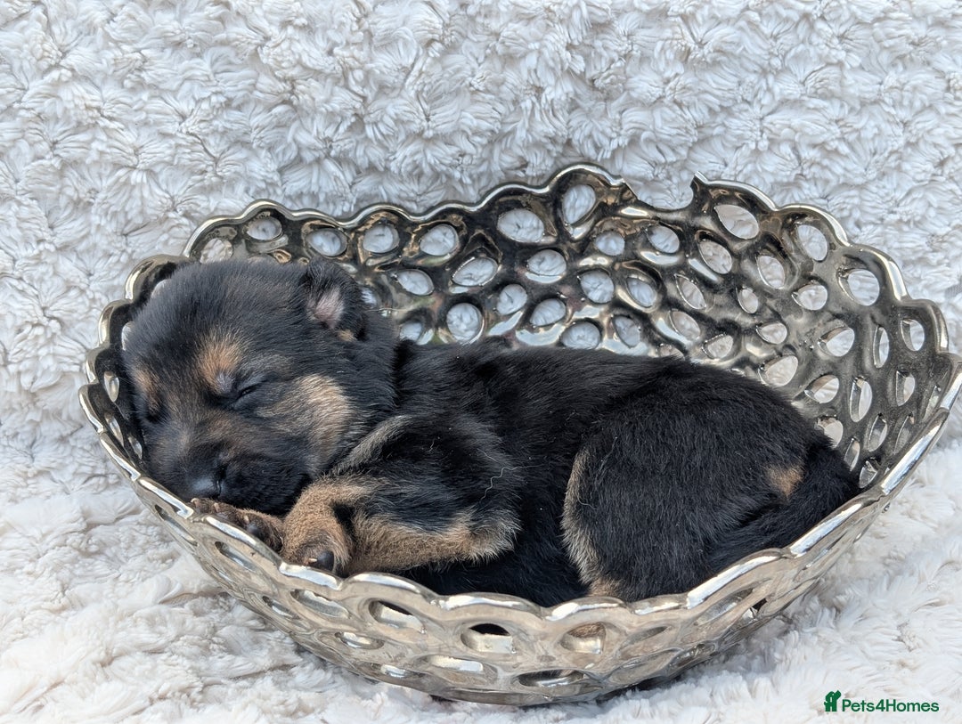 German Shepherd dogs for sale: Beautiful German Shepherd Puppies - Image 6