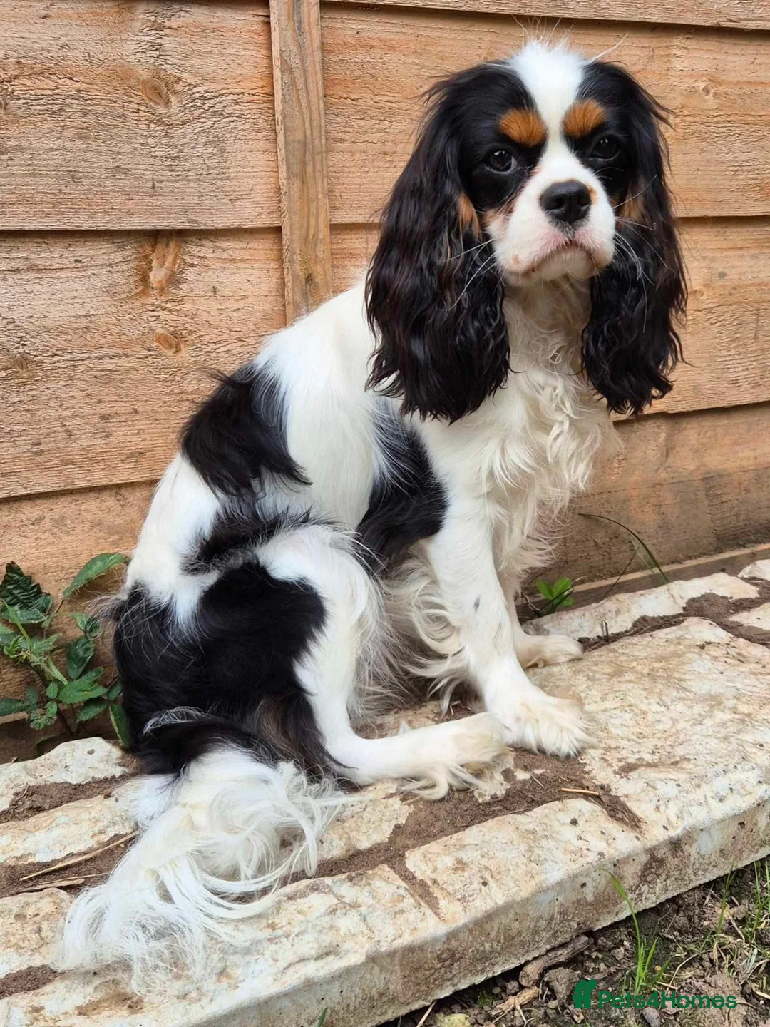 Cavalier King Charles Spaniel dogs for sale: KC CKC Dolly looking for loving lap! - Advert 6