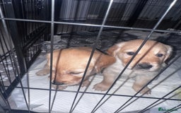 Golden Retriever dogs for sale: 🏡 2 Beautiful Male Golden Retriever Puppies - Image 1