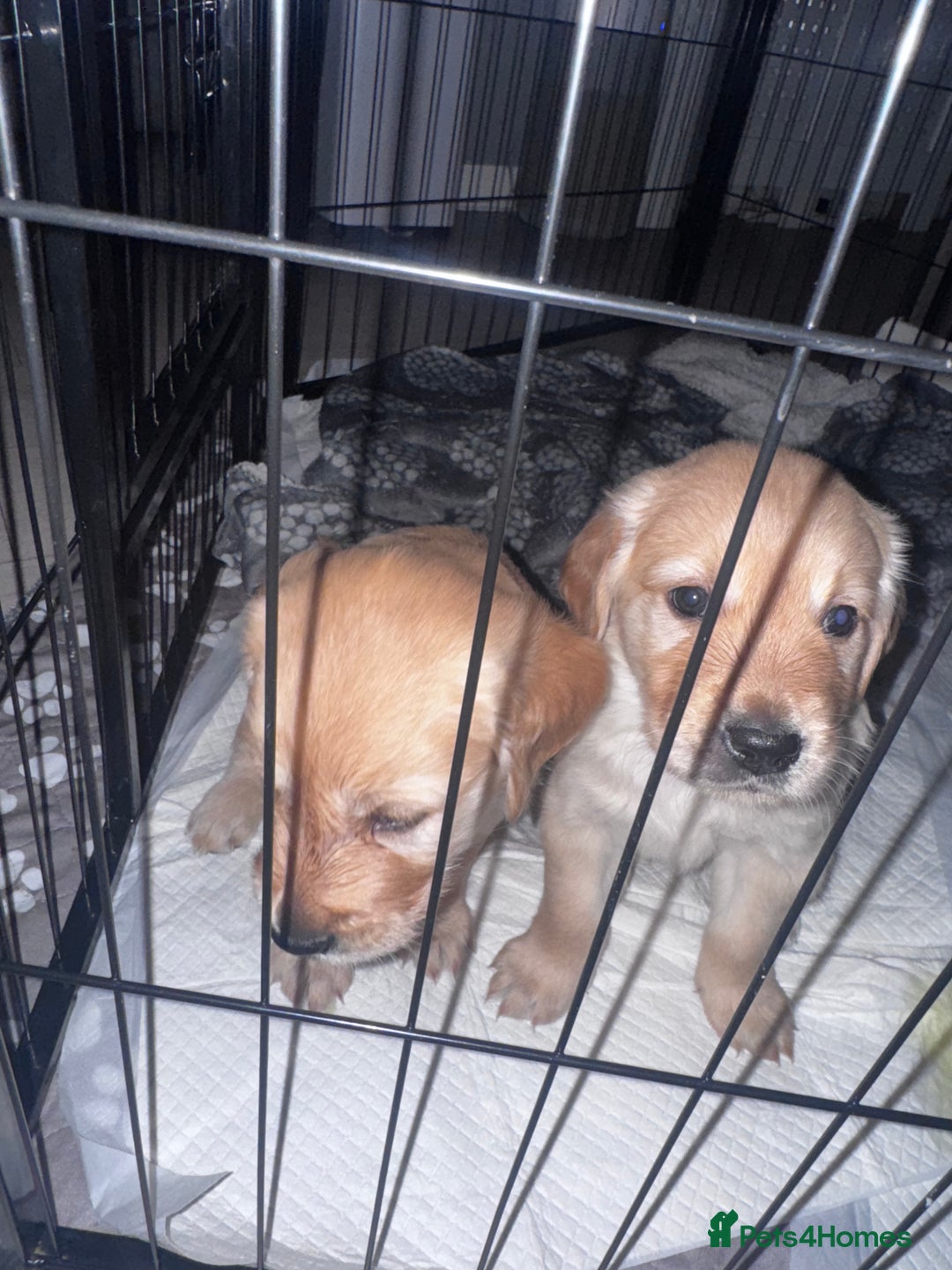 Golden Retriever dogs for sale: 🏡 2 Beautiful Male Golden Retriever Puppies - Image 1