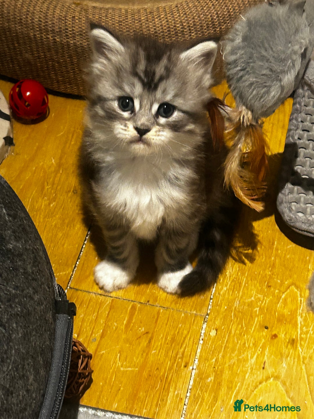 Maine Coon cats for sale: Stunning Purebred Maine Coon Kittens 😺  - Advert 10