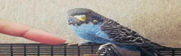 Budgerigars birds for sale: Rare Blackface Split Hago Budgies Available - Advert 5
