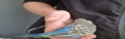 Budgerigars birds for sale: 4 blue chicks and 1 adult male  - Advert 20
