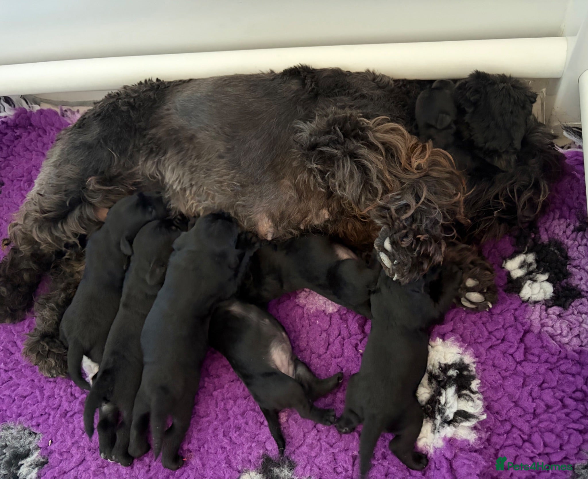 Miniature Schnauzer dogs Stunning black litter - Advert 2