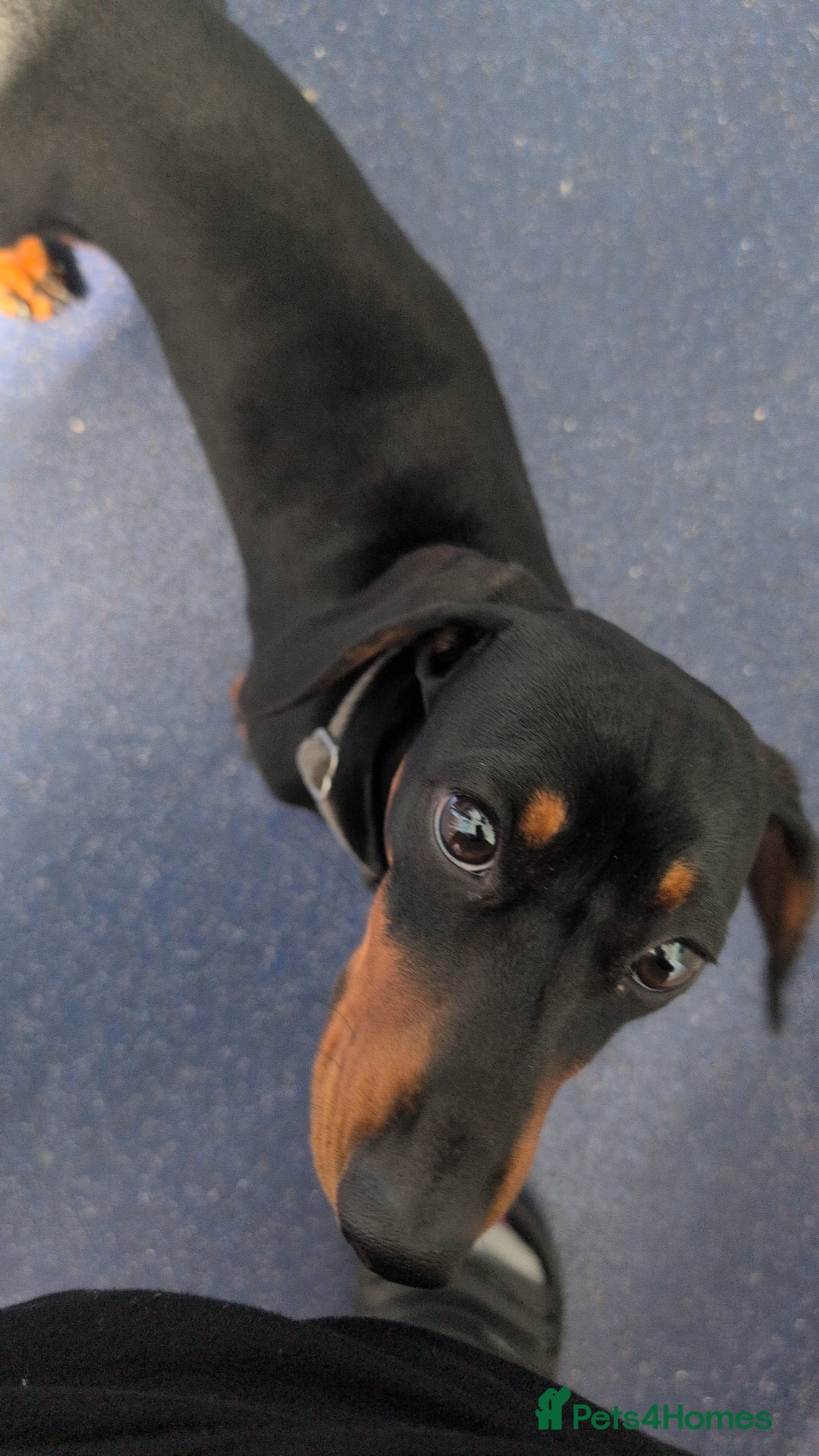 Miniature Dachshund dogs for stud: STUD - KC REG Mini Dachshund -PROVEN - Image 9