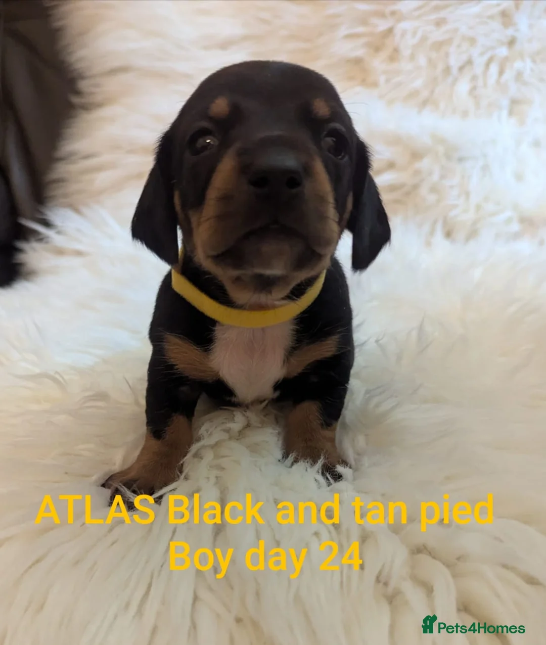 Miniature Dachshund dogs for sale: KC Reg Mini Dachshund Puppies –Loving Homes Only!  - Advert 12