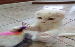 Scottish Fold cats for sale: 1 cutie cream folded girl & 1 straight cream  girl - Image 9
