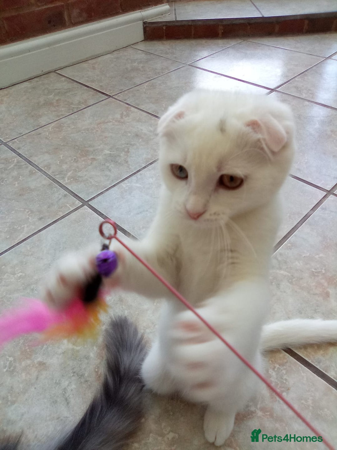 Scottish Fold cats for sale: 1 cutie cream folded girl & 1 straight cream  girl - Image 9