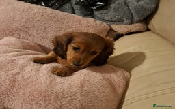 Miniature Dachshund dogs for sale: 3 Cute Longhaired Mini Dachshunds Pedigree - Image 4