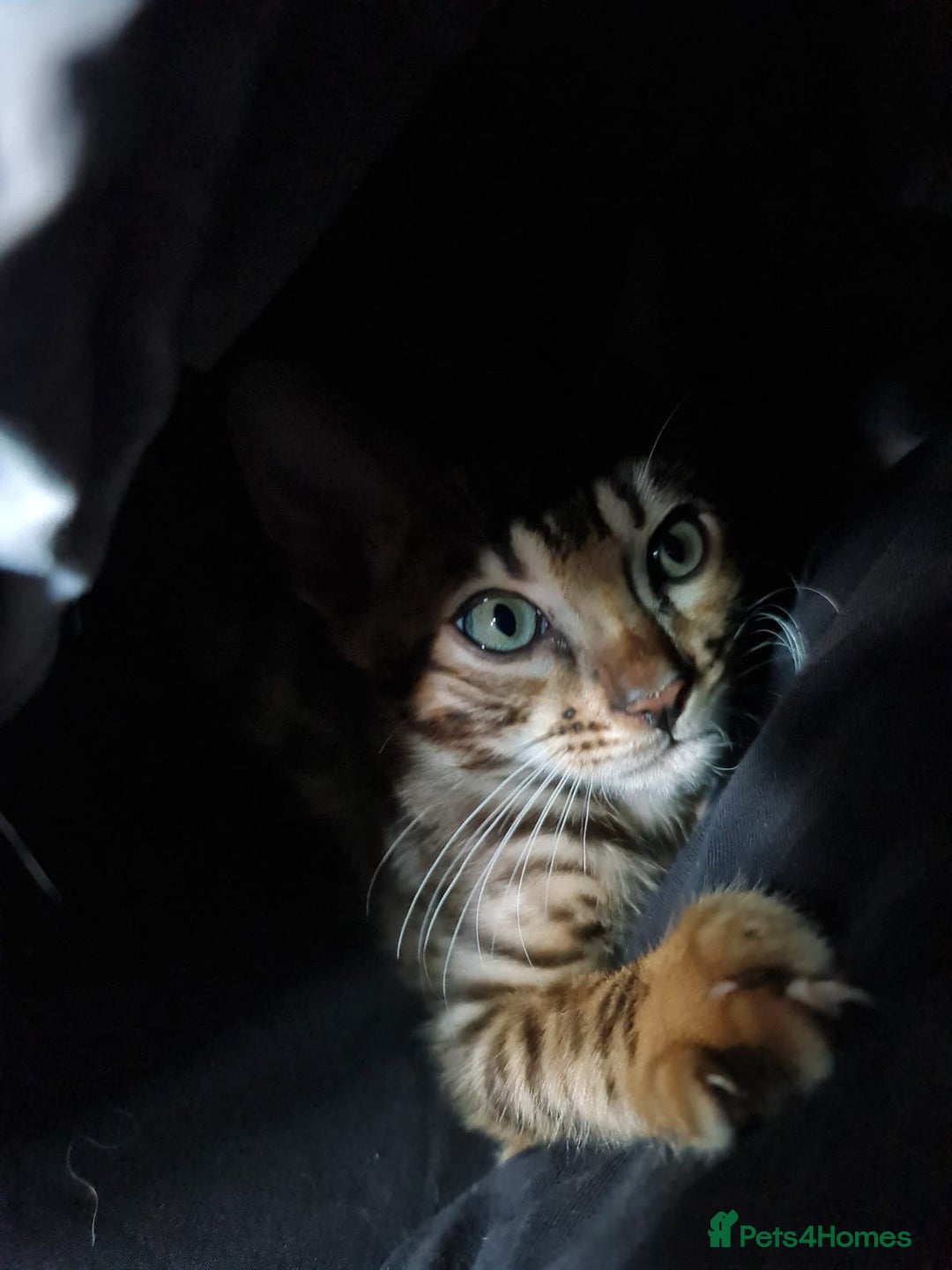 Bengal cats for sale: Beautiful Bengal Boy - Advert 1