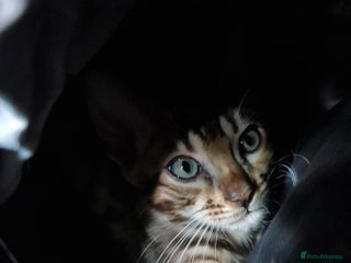 Bengal cats Beautiful Bengal Boy - Advert 1