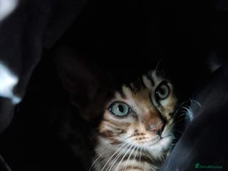 Bengal cats Beautiful Bengal Boy - Advert 18