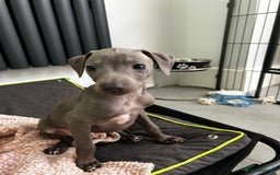 Italian Greyhound dogs for sale: Beautiful Italian greyhound puppies  - Image 13