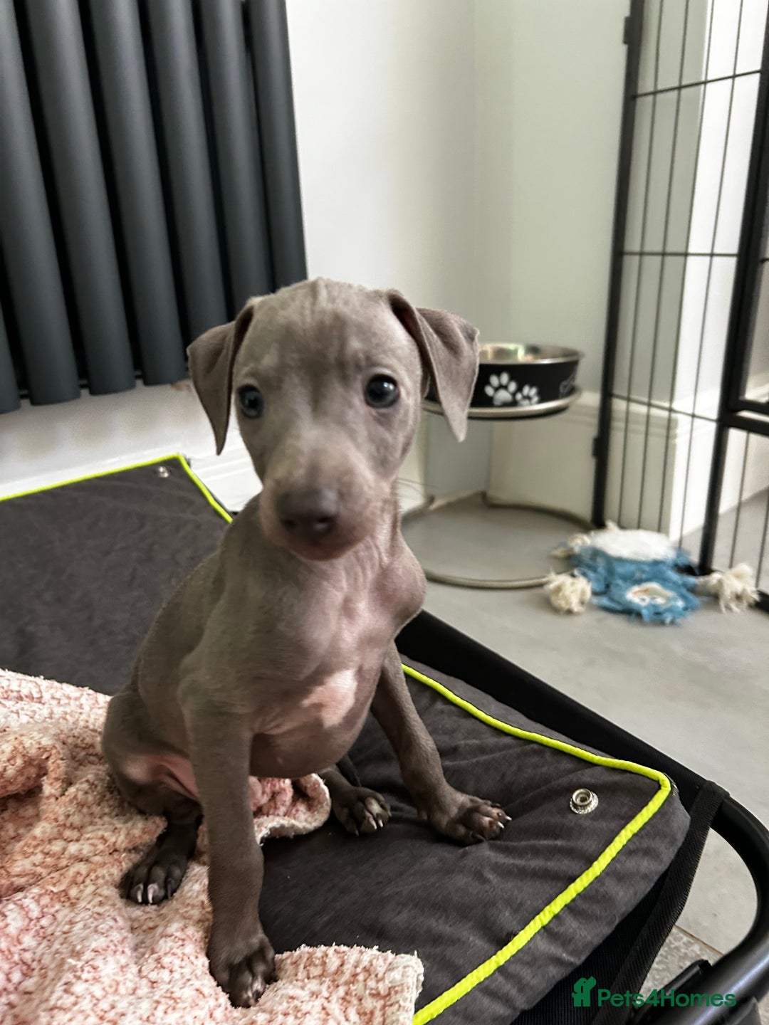 Italian Greyhound dogs for sale: Beautiful Italian greyhound puppies  - Image 13