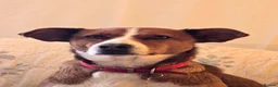Mixed Breed dogs for adoption: Affectionate Milli looking for experienced owners - Advert 6