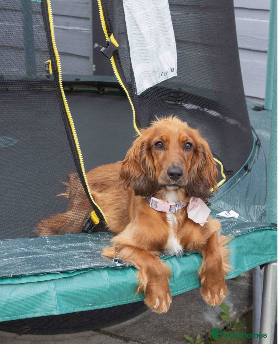 Cocker Spaniel dogs for sale: Loving cocker spaniel in Manchester - Image 2