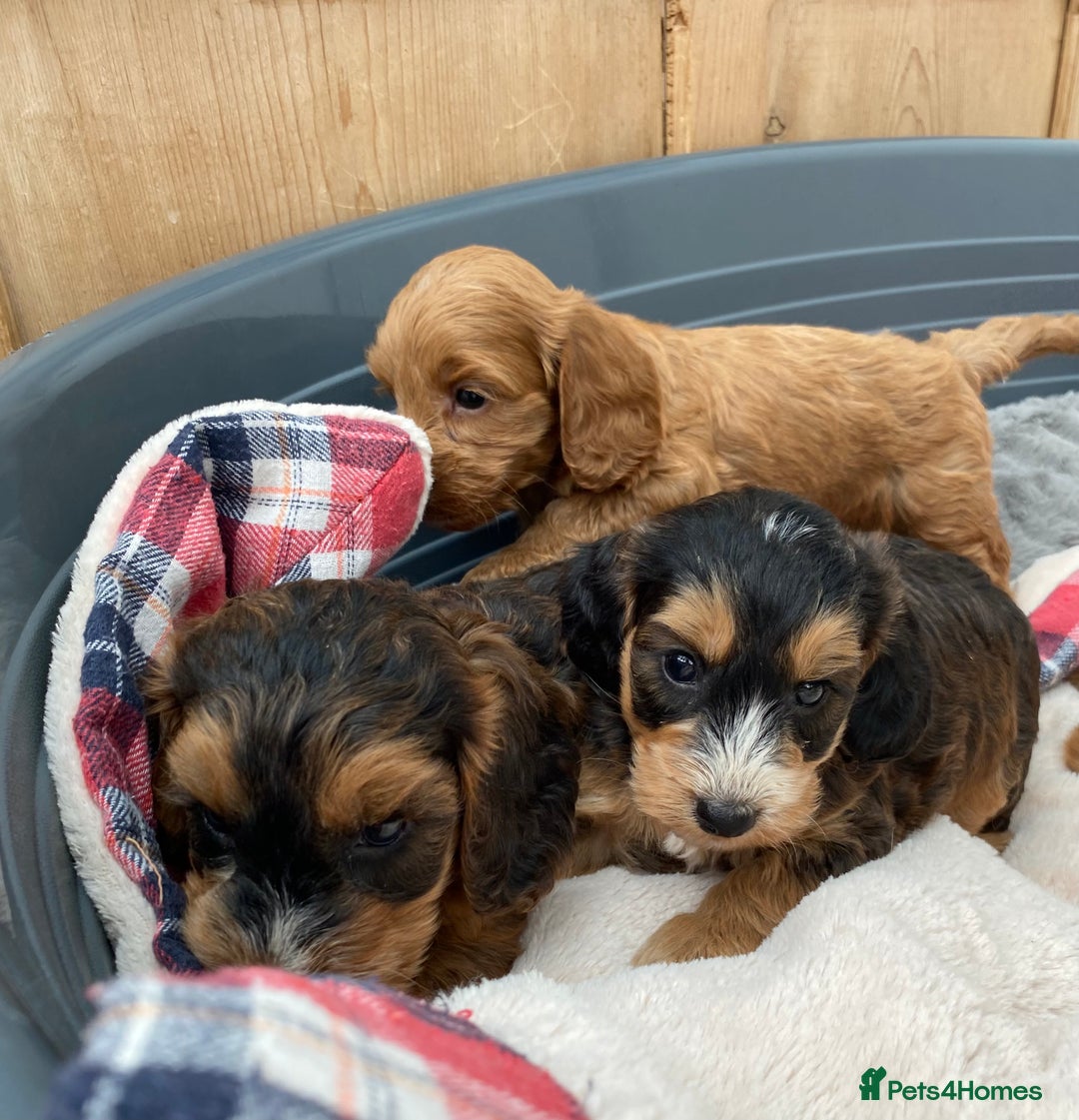 Cockapoo dogs for sale: 1 COCKAPOO BOY AVAILABLE! - Image 14