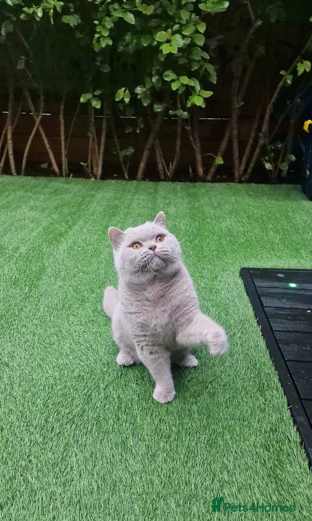 British Shorthair cats for stud: 🌟Exclusive Import ⭐World-Class Type🌟 - Advert 27