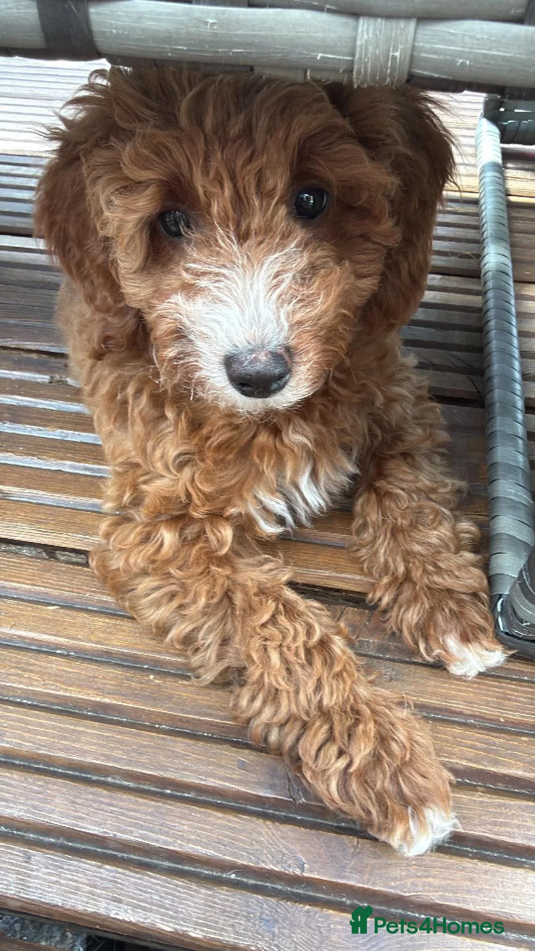 Australian Labradoodle dogs for sale: 🐶LAST 1 AVAILABLE FULL VACCINATION🐶 - Advert 2