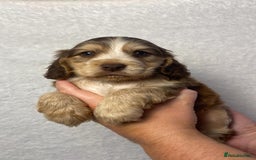 Cocker Spaniel dogs for sale: Show type cocker spaniels  - Image 16