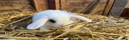 Mini Lop rabbits for sale: Gorgeous pure Mini lops and mini lion lops  - Advert 23